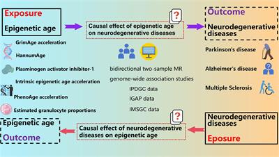 The effect of epigenetic aging on neurodegenerative diseases: a Mendelian randomization study